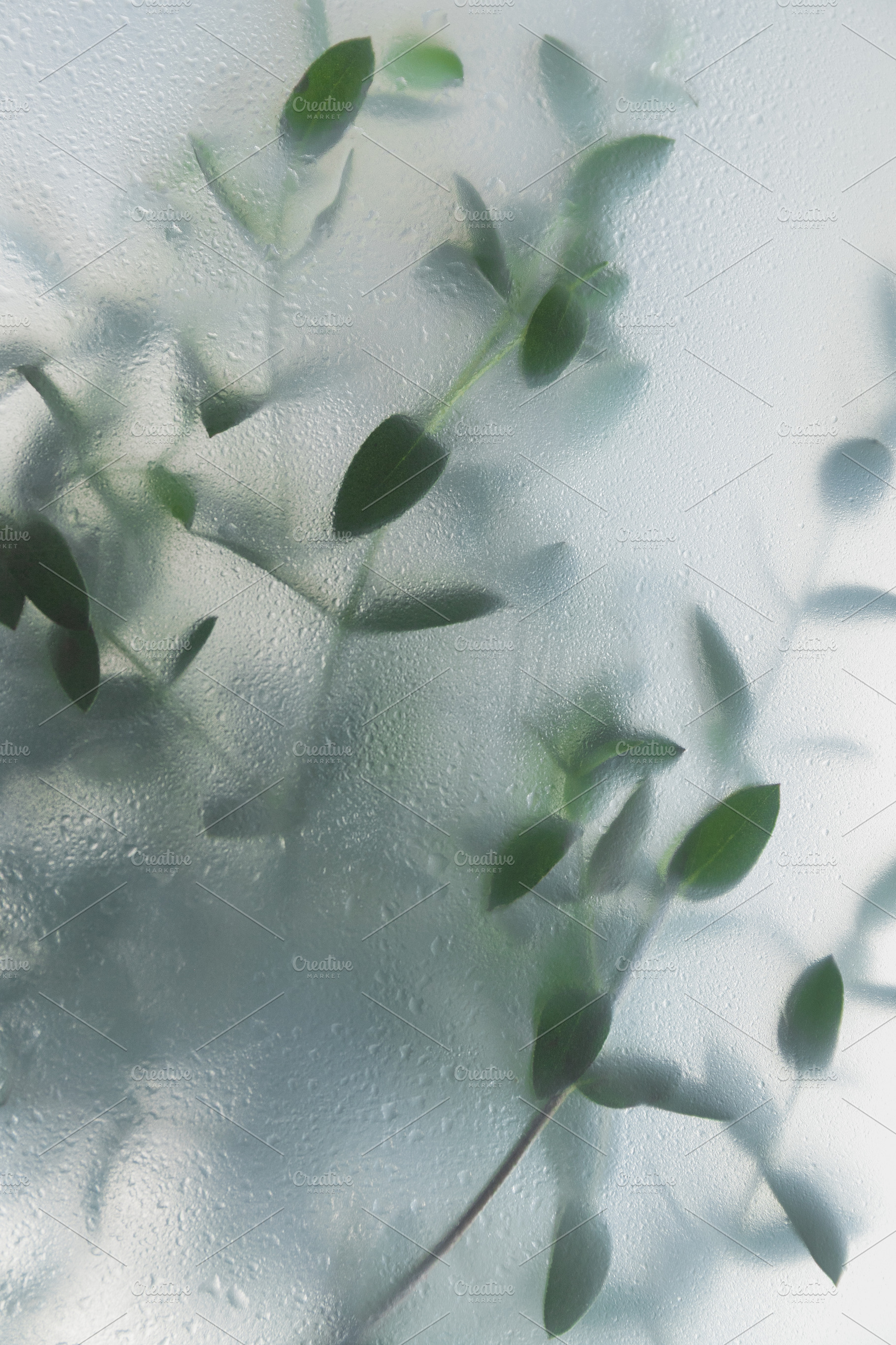 Soft green leaves behind frosted gla, a Nature Photo by Edalin's Store