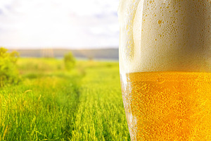 Cold Beer Glass in Sunny Meadow, a Food & Drink Photo by Davizro's Market