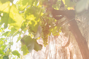 Vineyard and grape in the natural pl containing agriculture, autumn, and