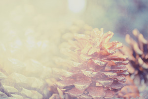 Glittering pinecone