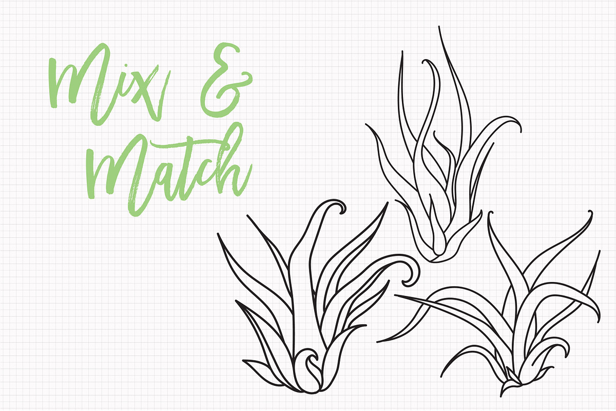 Air Plant Ink Illustration Set, an Illustration by Hannah Eliza Studio (Photo 4 of 5)