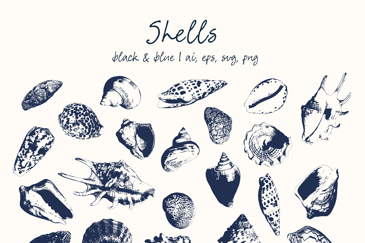 Seashells vector illustrations frame, an Object Graphic by Yuliya Derbisheva (Photo 4 of 13)