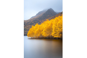 Golden Yellow Trees Reflected on a, a Nature Photo by Lermont51