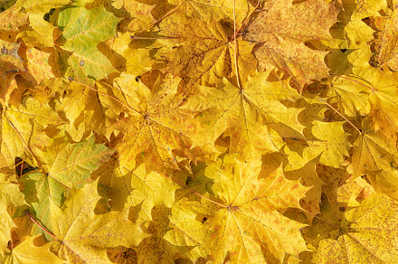 Autumn maple leaves background, a Nature Photo by Lucky Photographer