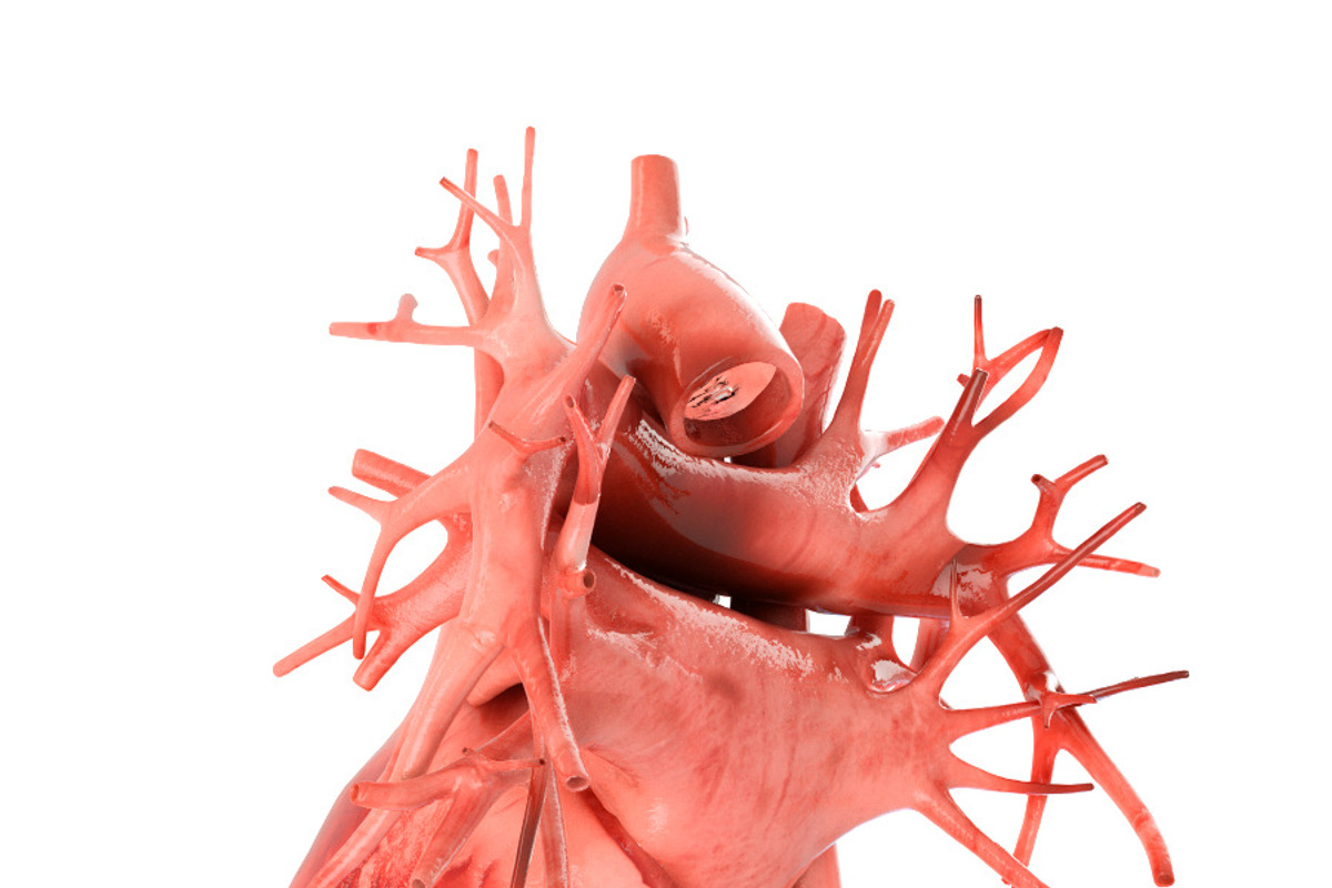 Human heart animated v3, a Characters & Person 3D Model by konstantin.ermolaev (Photo 2 of 8)