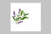 Lavender Herb Photo Pack, a Nature Photo by ifiStudio (Thumbnail 7 of 14)