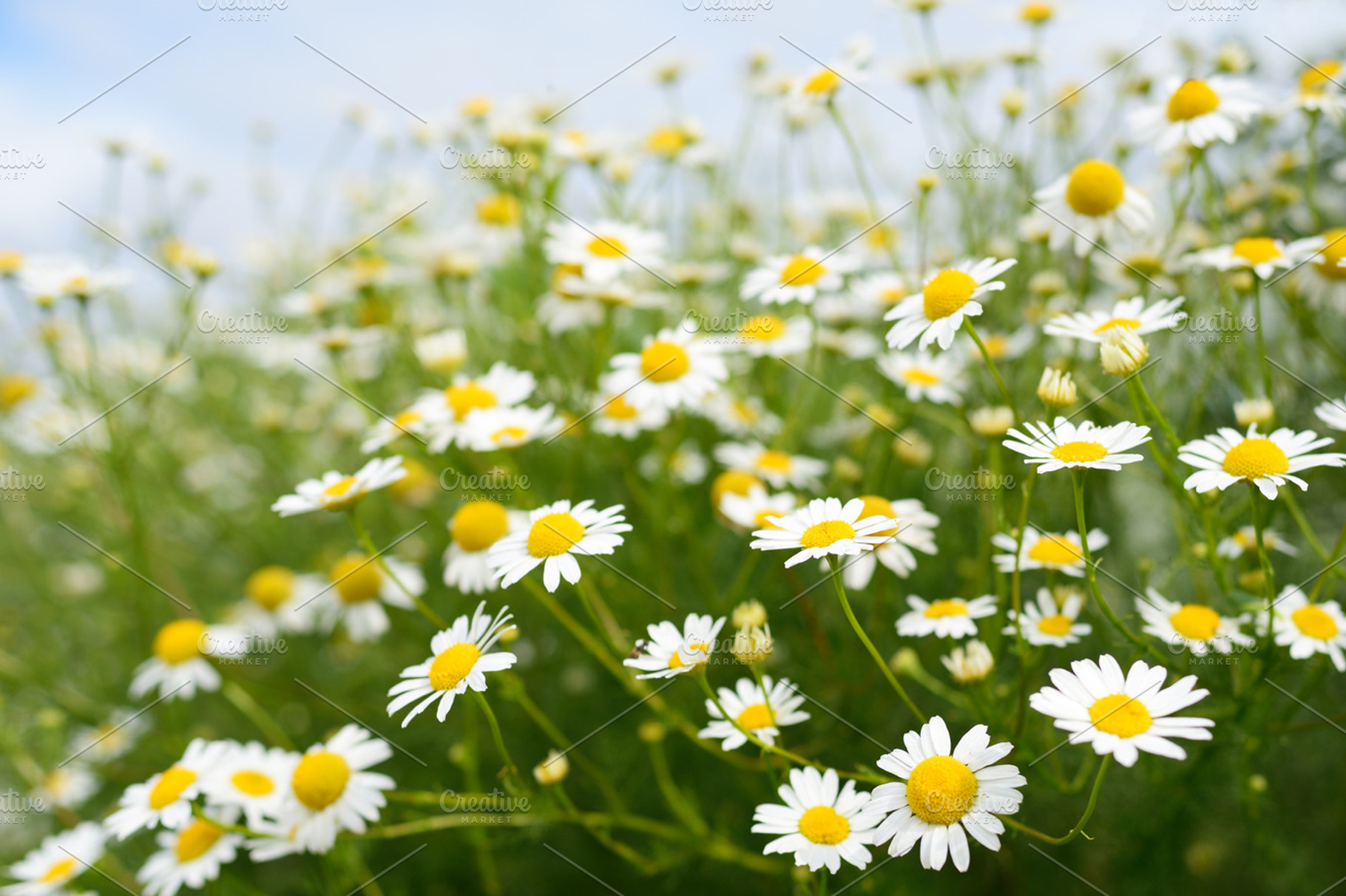 Chamomile flowers containing flowers, chamomile, and matricaria