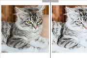 FURRY FRIENDS MOBILE PRESET, a Preset Add-On by Fltrr Lightroom Presets (Thumbnail 5 of 8)