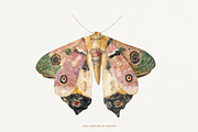70 Watercolor Luna Moth Clipart, an Animal Illustration by Digital Museum (Thumbnail 2 of 7)