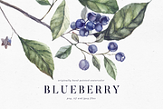 Blueberry watercolor collection, a Decorative Illustration by Tilling (Thumbnail 1 of 7)