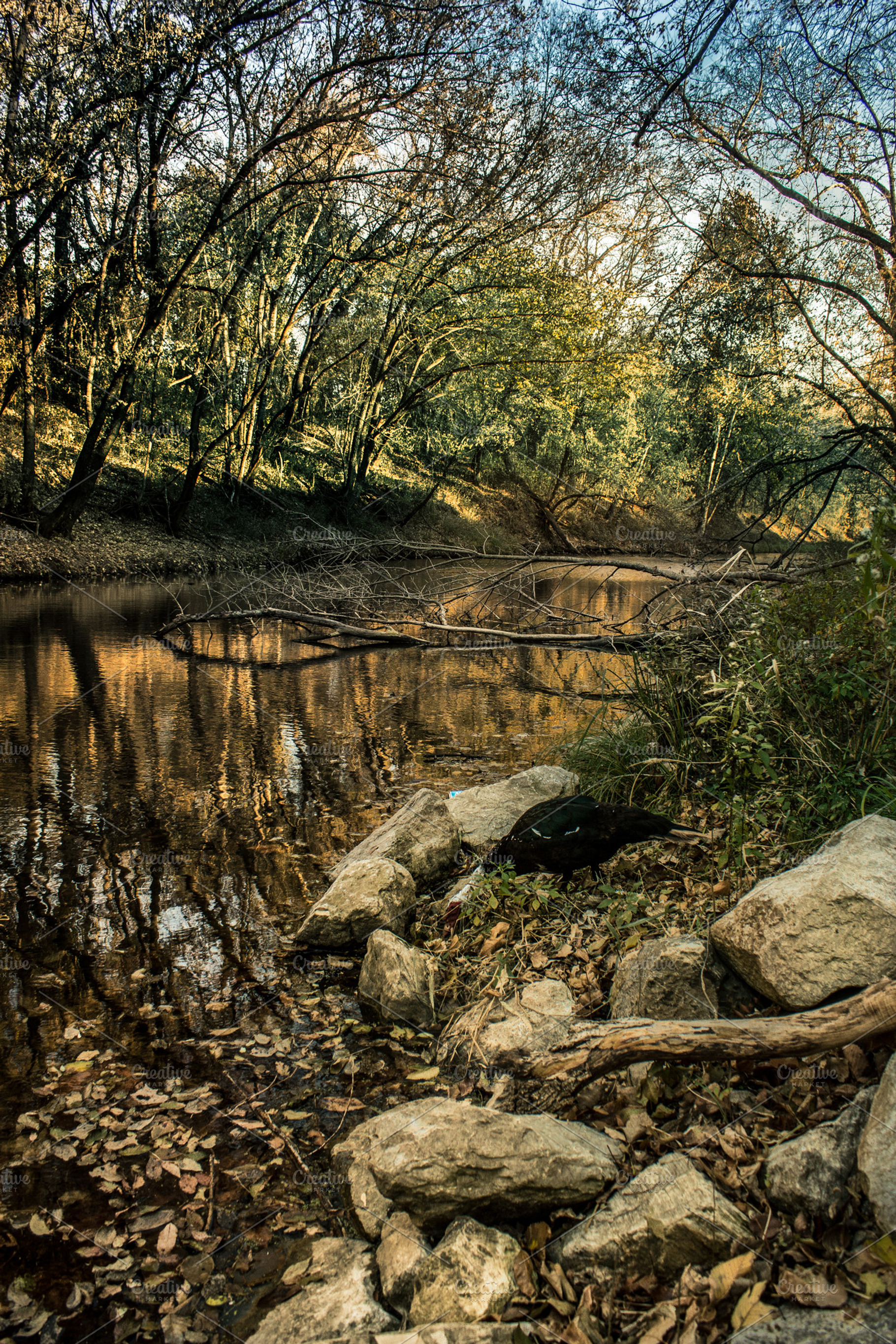Forest river stock picture, a Nature Photo by NiccerPhotography