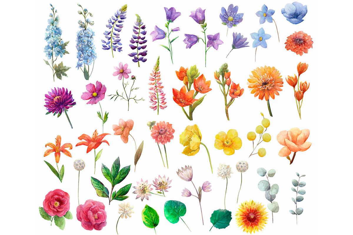 Watercolor summer wild flowers., an Illustration by yulia.sukhanova (Photo 2 of 3)