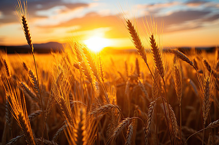 wheat fields in the warm glow of the, a Photo by SaroStock