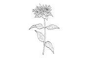 Wild Bergamot Wild Plant Drawing, a Decorative Illustration by patrimonio (Thumbnail 1 of 3)