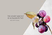 Watercolor Plum Bouquet Clipart, a Decorative Illustration by ThaismotaCreativeCo (Thumbnail 12 of 12)