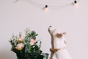 puppy and flowers