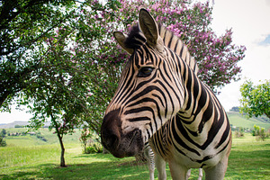 Zebra containing zebra, africa, and south africa