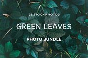 Green leaves Bundle, a Nature Photo by Vladimir Kazimirov (Thumbnail 1 of 10)