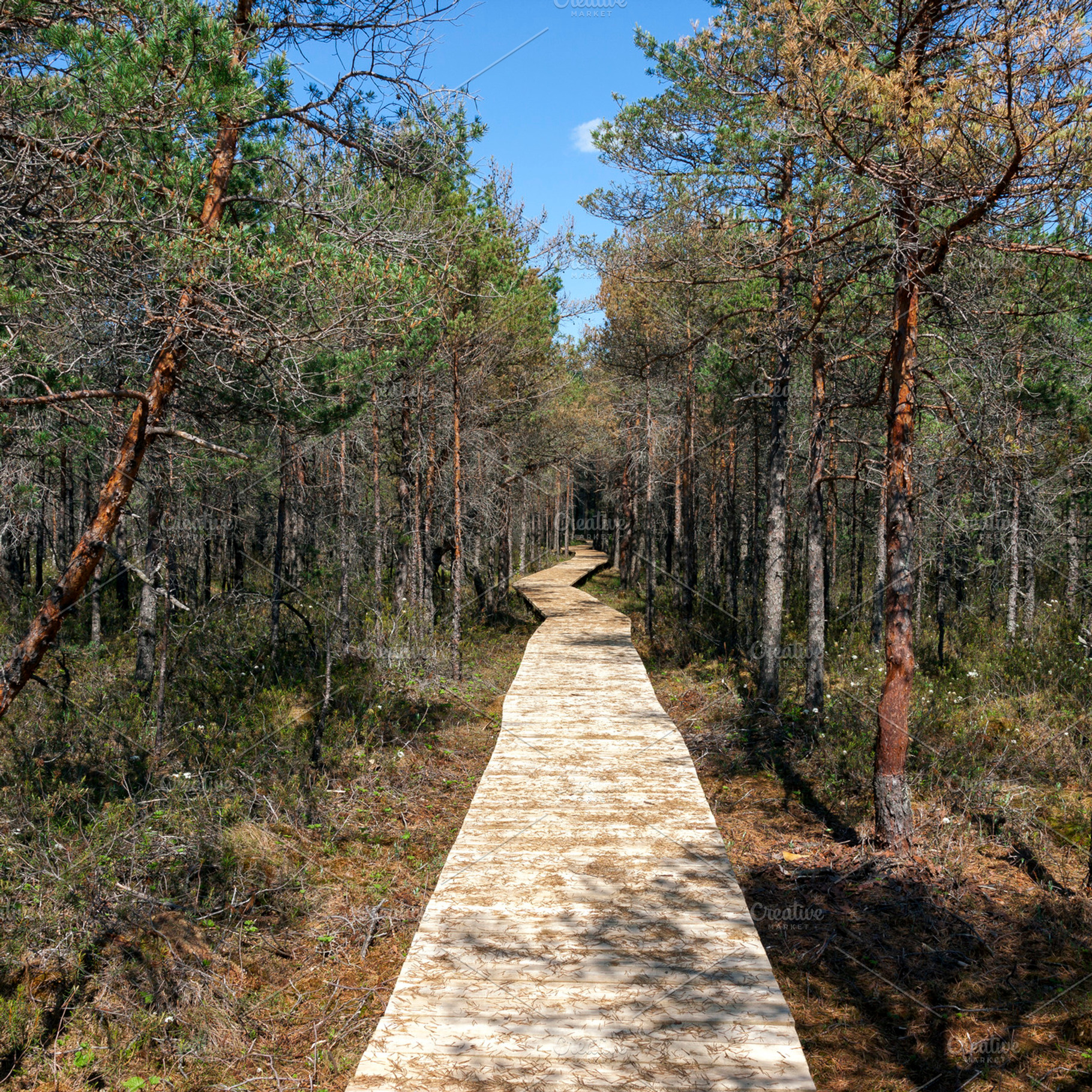 Wooden walkway in the forest, a Nature Photo by BOOCYS