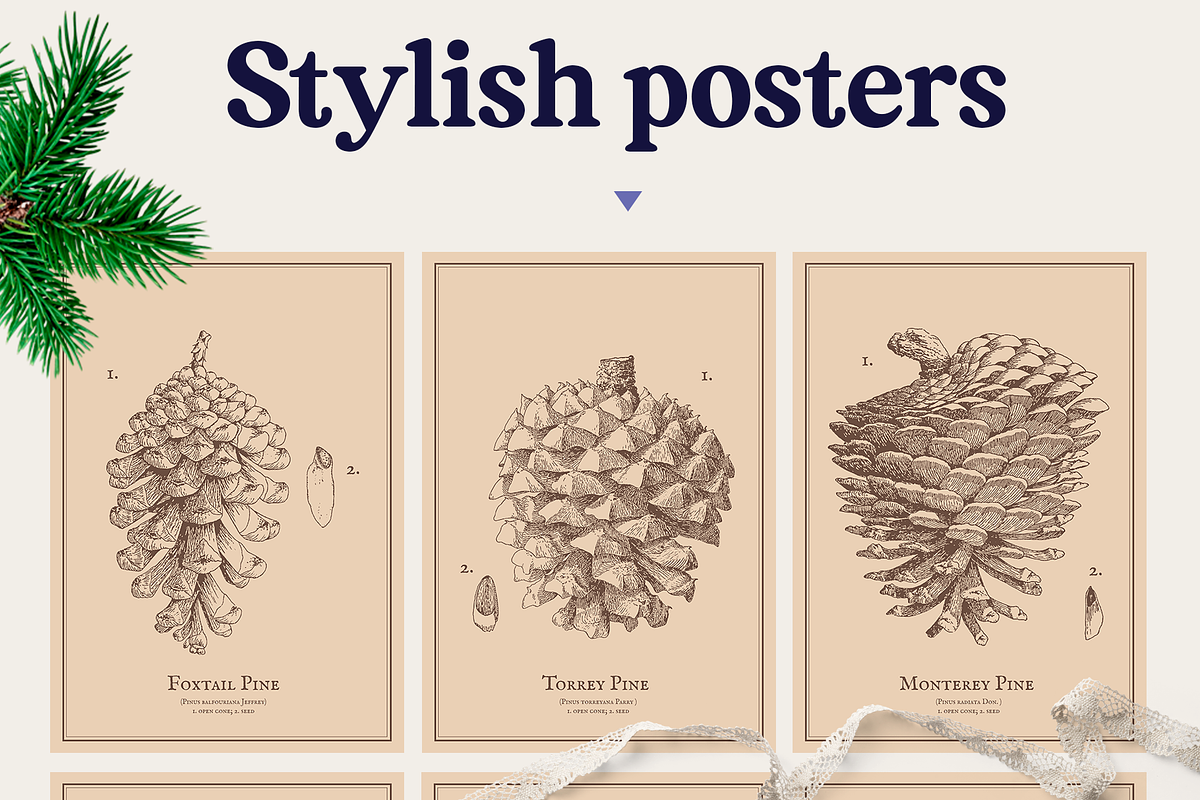 Elegant Pine Vintage Vector Set, a Decorative Illustration by Beauty Drops (Photo 8 of 9)
