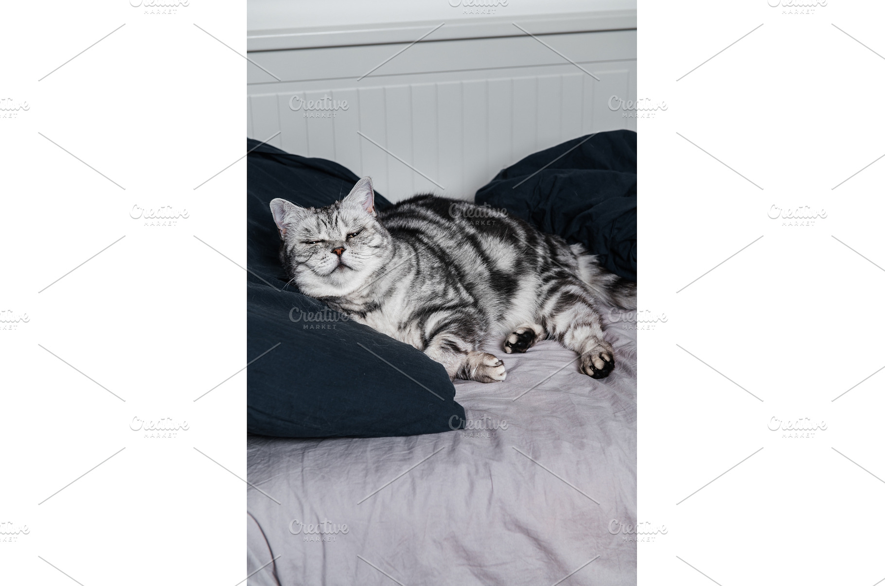 British shorthair cat sleeps in bed, an Animal Photo by MAnuta