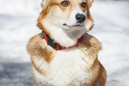 Welsh Corgi Pembroke in the winter f, an Animal Photo by AlexBush