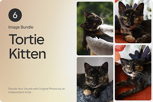 6 Image Bundle: Tortie Kitten, an Animal Photo by Happiestscone Photography