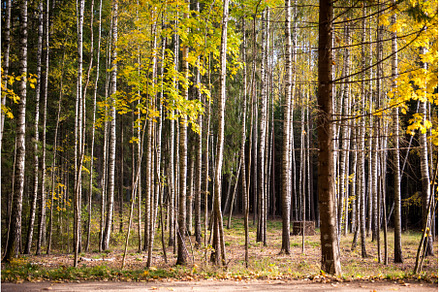 Birch trees with white bark in birch, a Nature Photo by COLORFUL