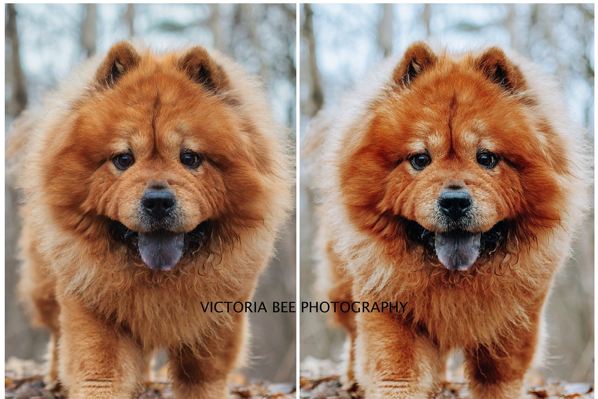 Fall Lightroom Presets Bundle, a Preset Add-On by Victoria Bee Presets (Photo 4 of 17)