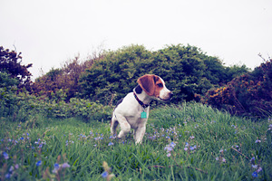 Beagle Puppy in Meadow