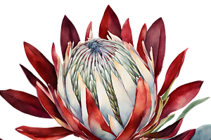 King Protea Watercolor Collection