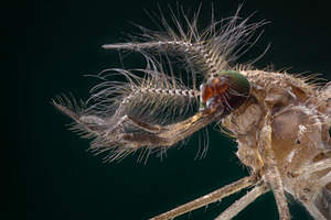 Male mosquito portrait