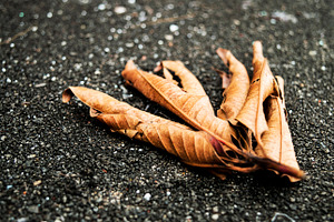 Dead and Dry Leaves