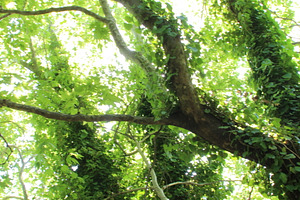 Trees with ivy