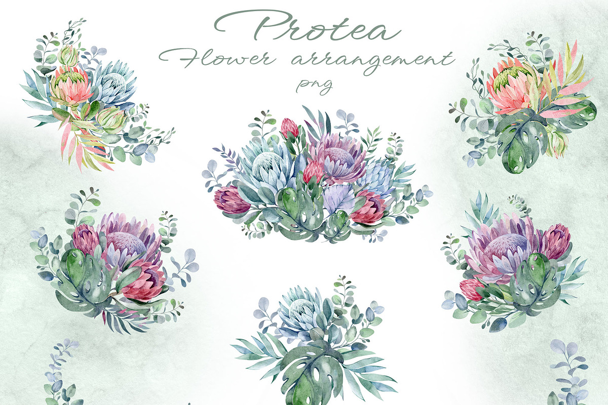 PROTEA watercolor flowers clipart, an Illustration by LenArt (Photo 4 of 16)