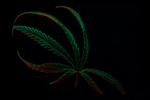 Close-up of a vibrant cannabis leaf on a black background, illum, a Nature Photo by Ales Munt