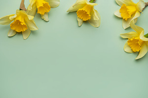 Daffodils creating a border on pastel green background, a Holiday Photo by Olena Rudo