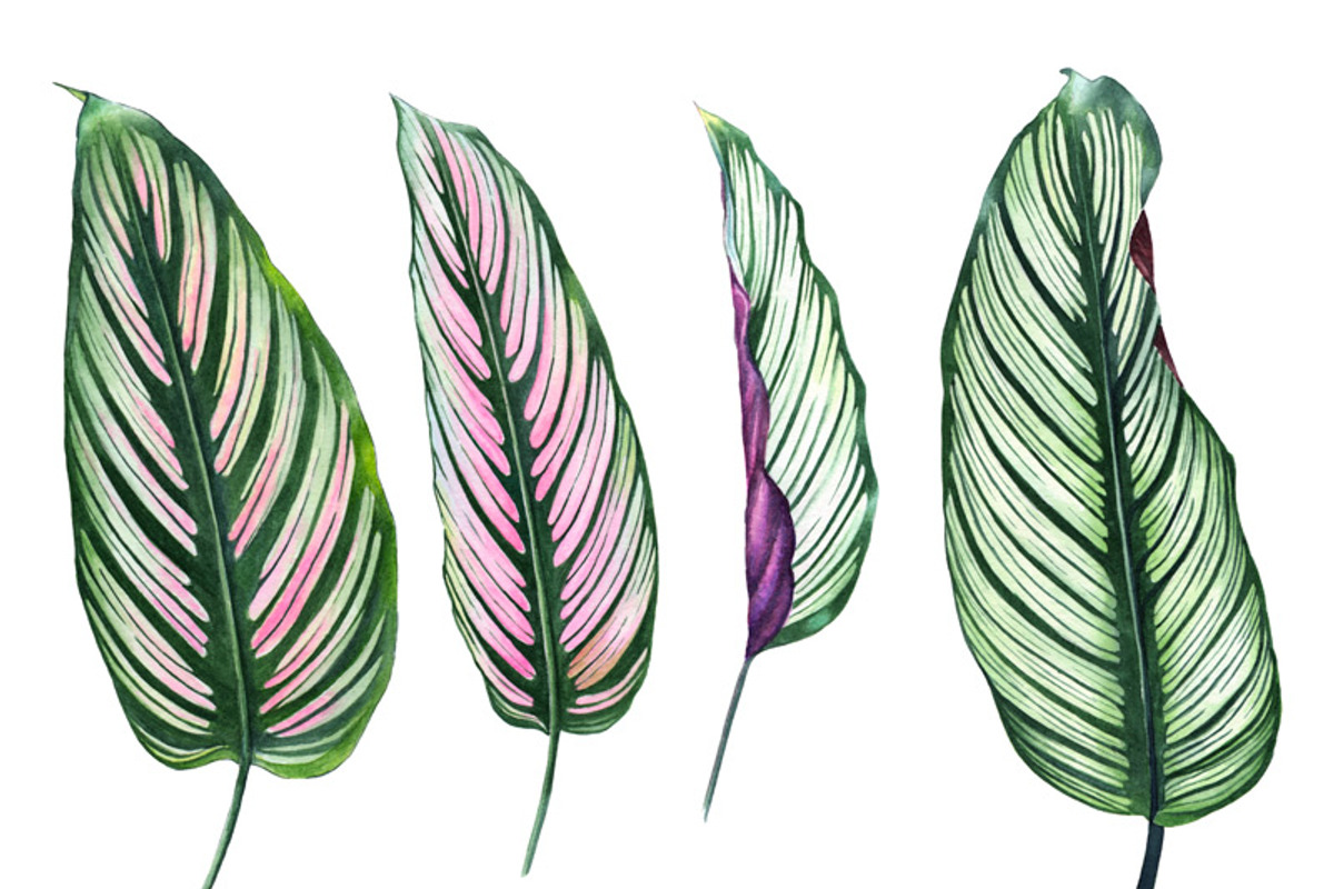 tropical leaves, a Decorative Illustration by Verlena's Corner (Photo 2 of 2)