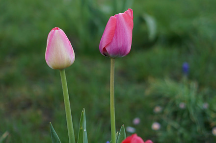 Springtime Blossom