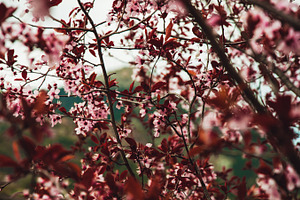 Flowers stock photo containing nature and flowers