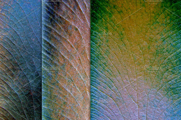 Leaf Texture preview 3