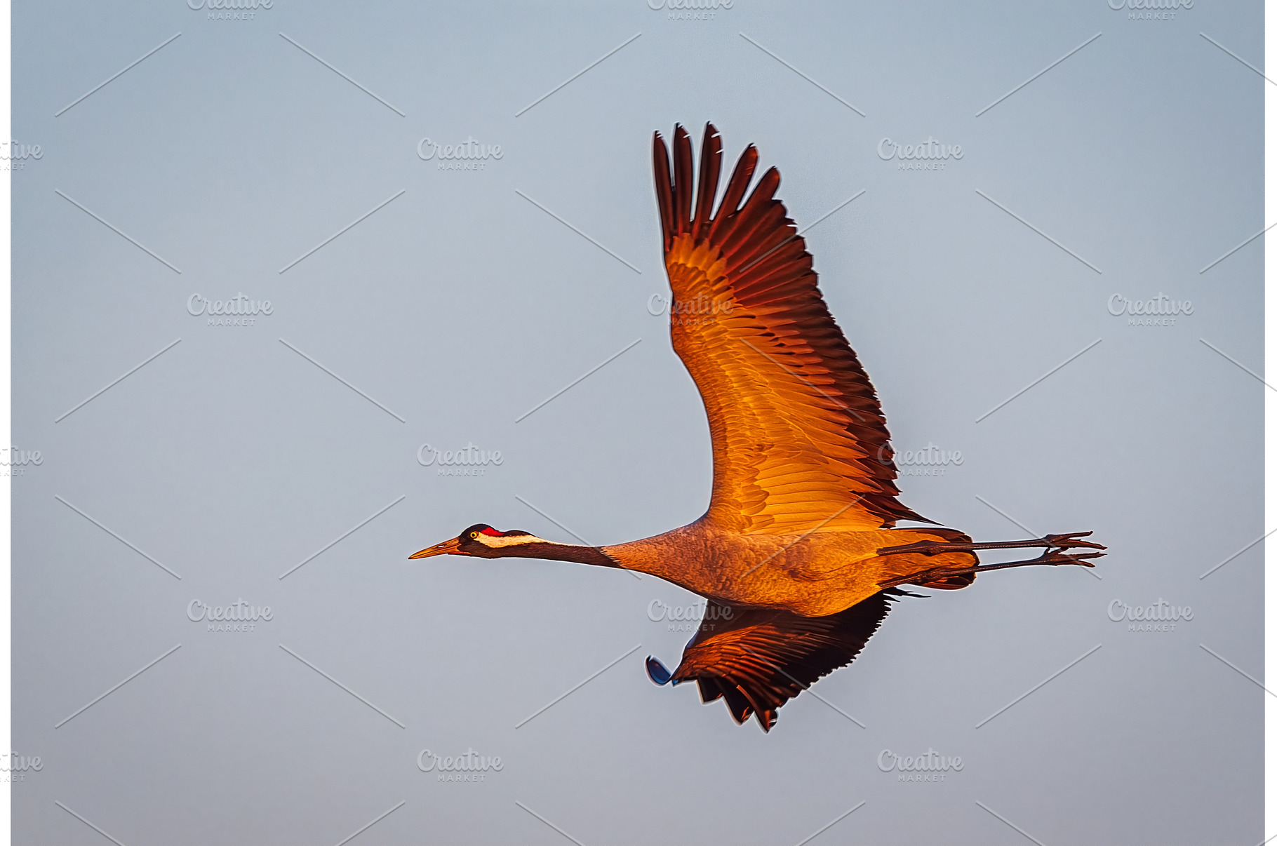 Crane bird - Grus grus, adult bird, an Animal Photo by Lukas Jonaitis SHOP