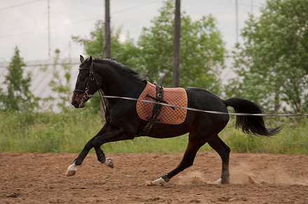 Horse Featuring Horse Friend And Harness preview 5