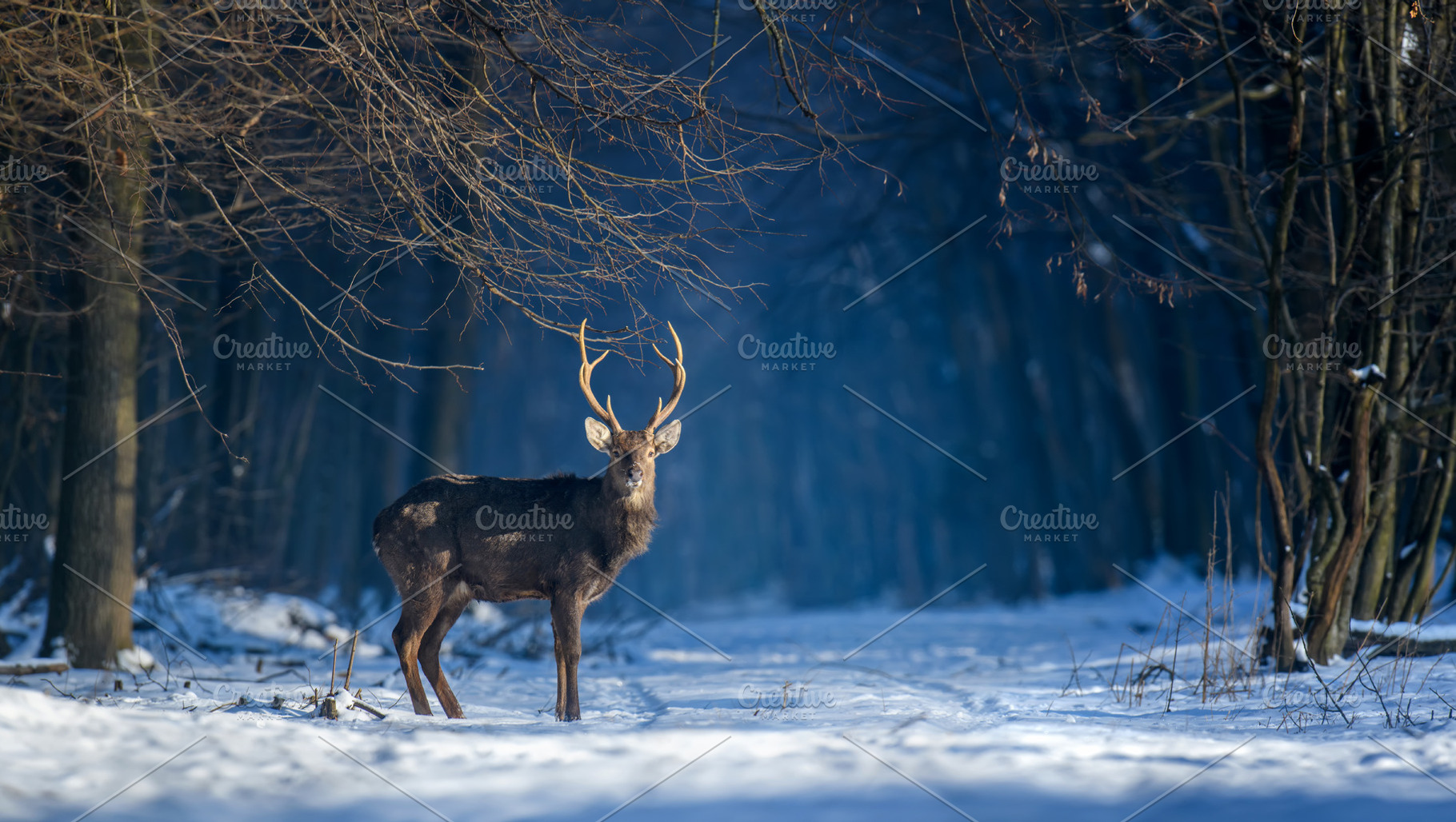 Close young majestic red deer stag in winter forest. Cute wild m, an Animal Photo by Byrdyak