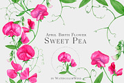 Sweet Pea Birth Month Flower Clipart, an Illustration by WatercolorWind (Thumbnail 1 of 6)