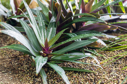 Moses-in-the-cradle plant