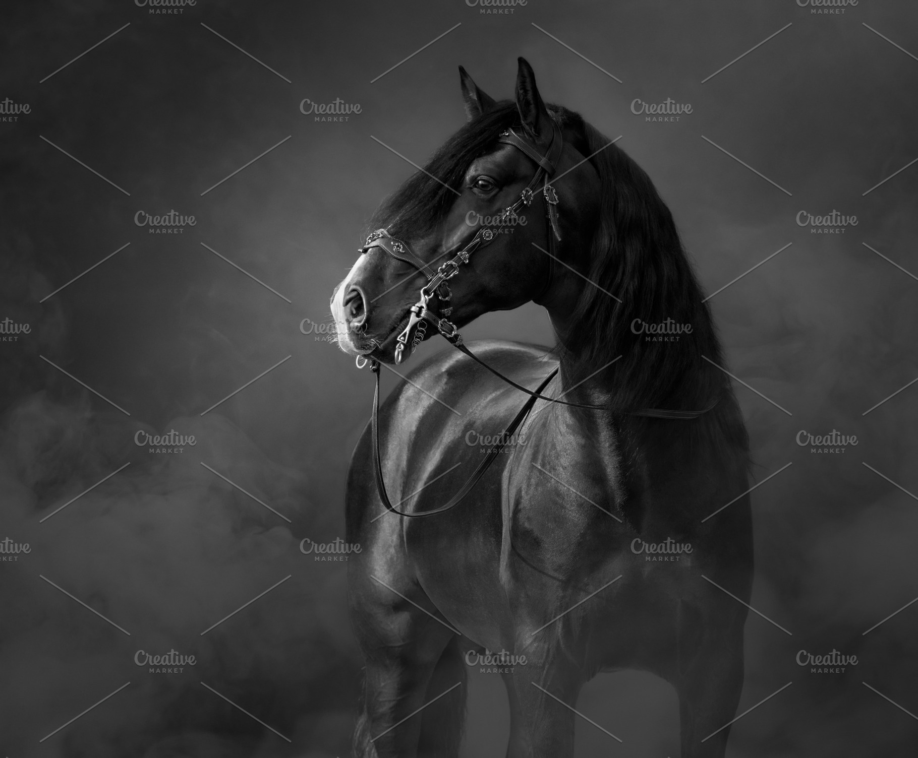 Black-and-White portrait of horse, an Animal Photo by Horses and Dogs