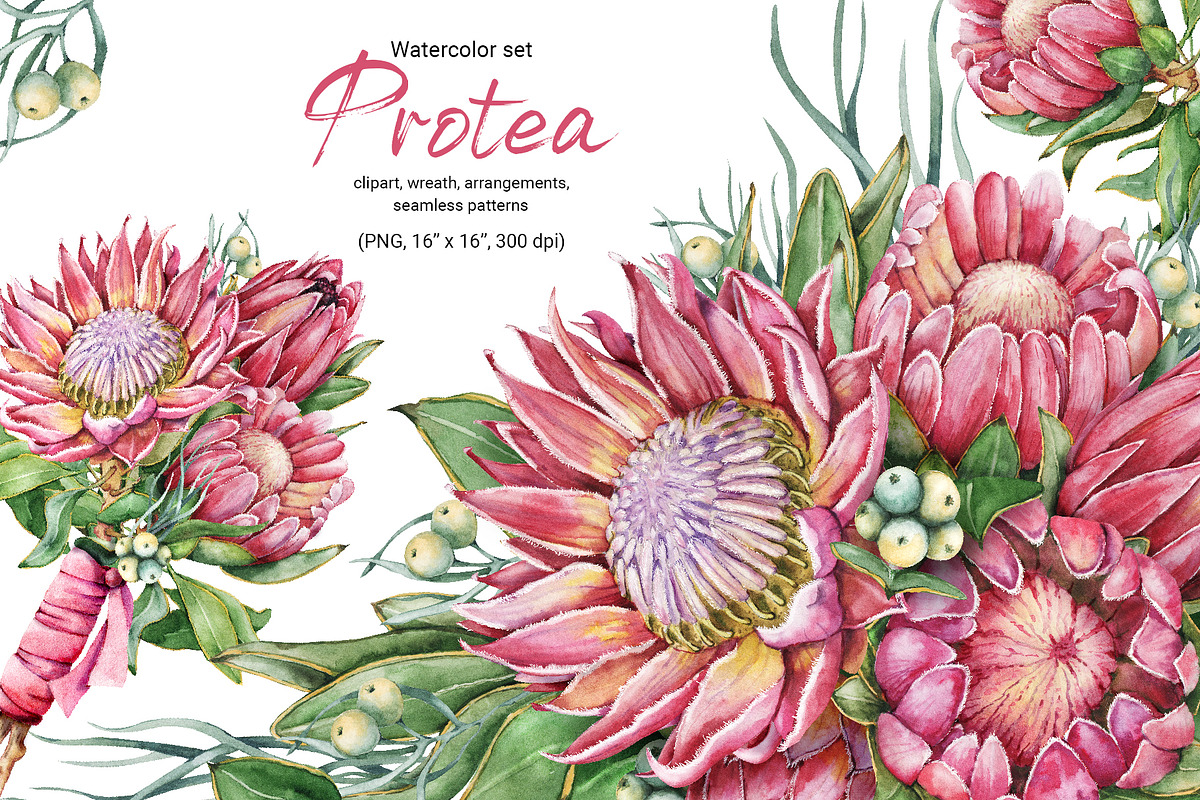 Watercolor protea flower set, an Illustration by Artmanata (Photo 1 of 18)