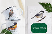 Backyard Birds of North America, an Animal Illustration by FITALARTSNEDIGI (Thumbnail 7 of 8)