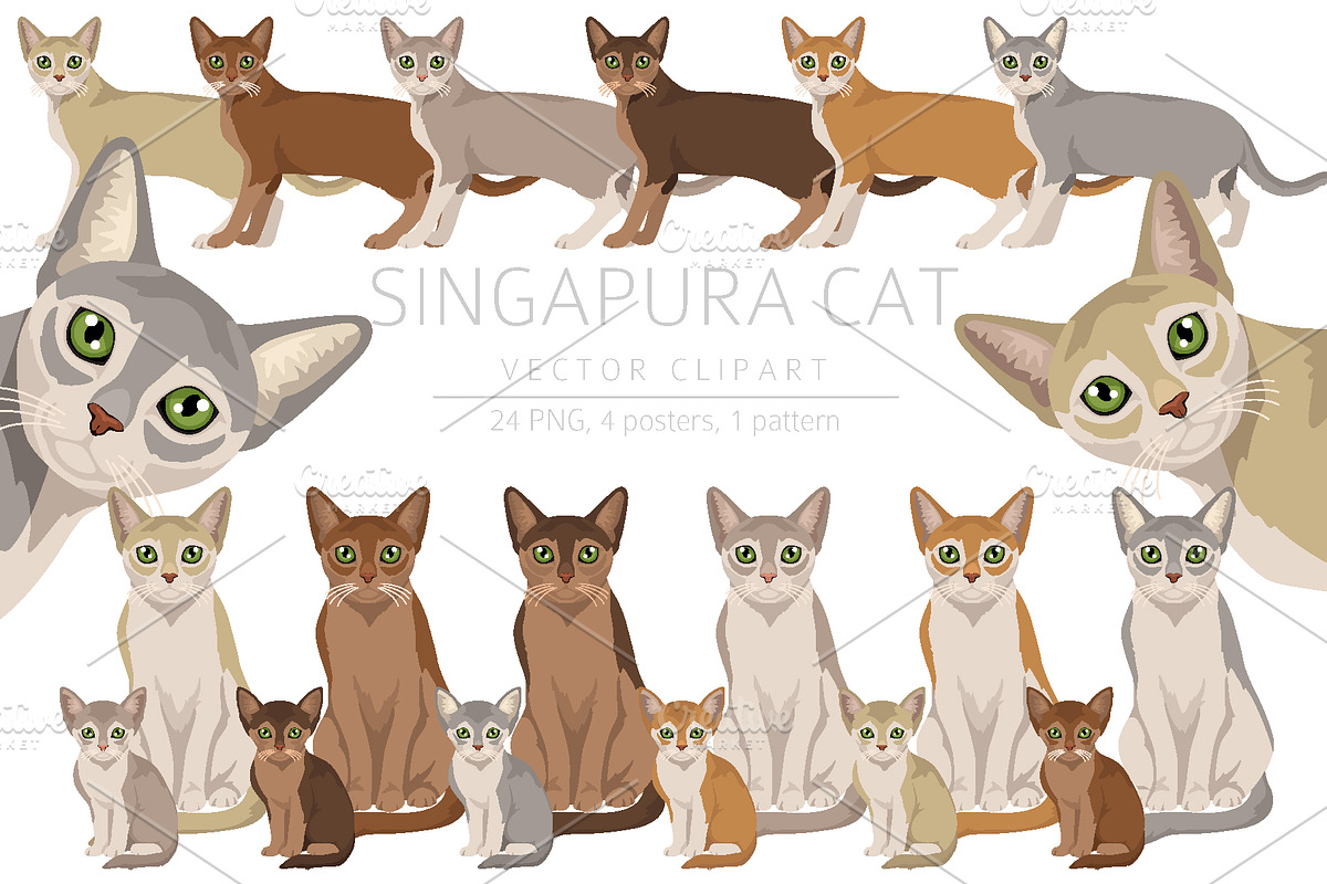 Singapura cat, an Animal Illustration by pet design shop (Photo 1 of 6)